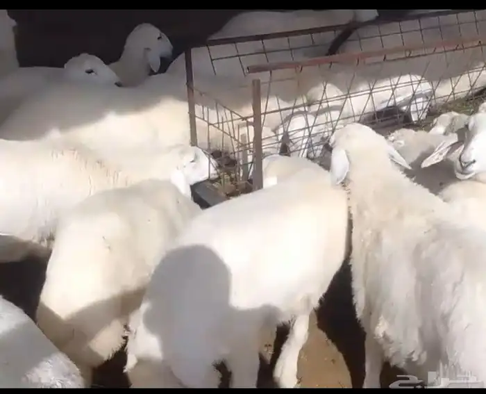 رحال تصلح مقنا لتكوين مراح طيب 1