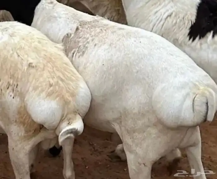 برابر جذعان طرف لحم وشحم 16