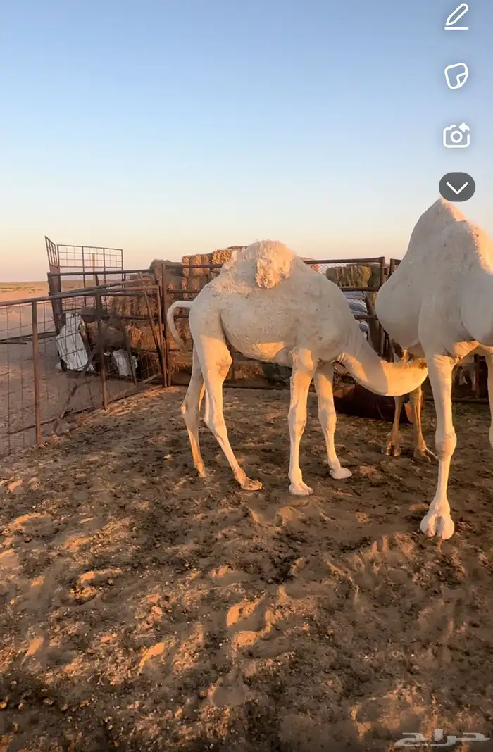 للبيع حاشي بري طيب على حليب امه 2