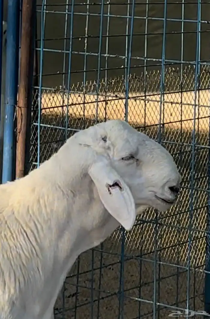 مشروع حري فاخر ( تم البيع ) 0