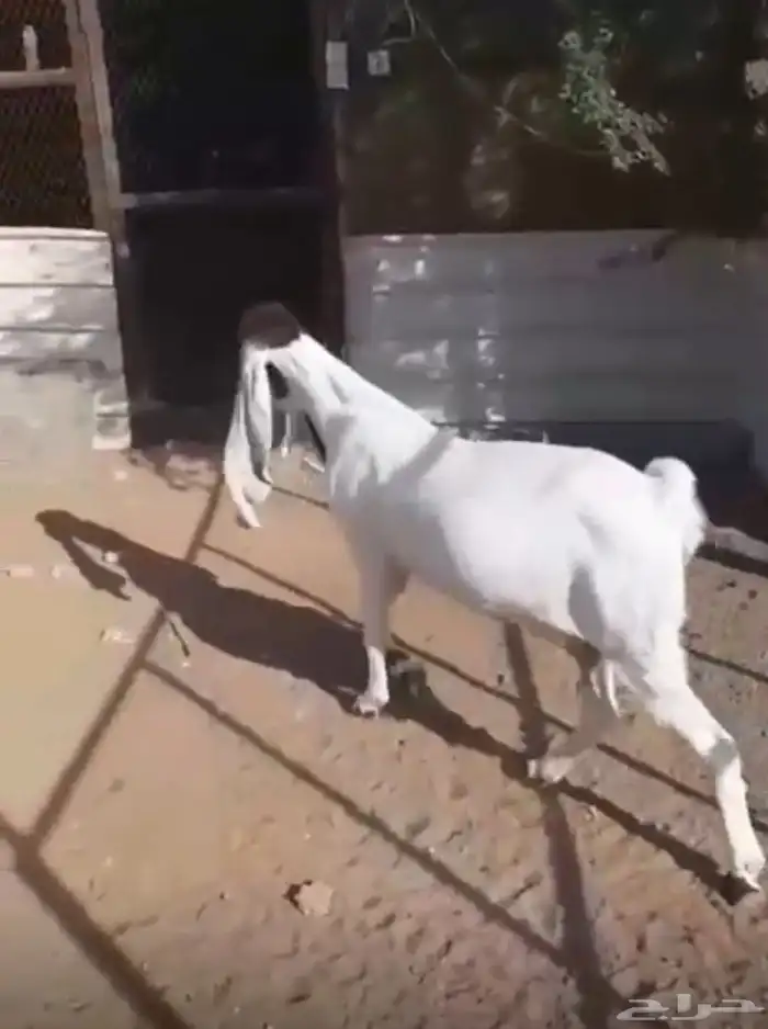 عنزهولنديه حليب 4