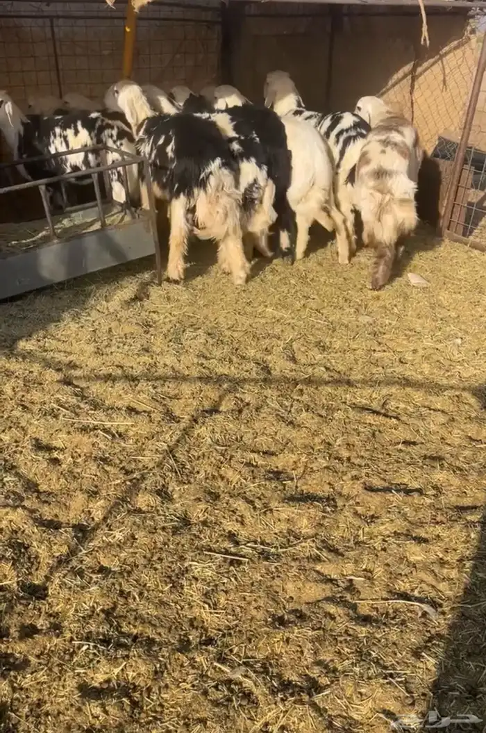 بهم طيب عمره 8 اشهر والبهم طيب ومرح نضيف 1