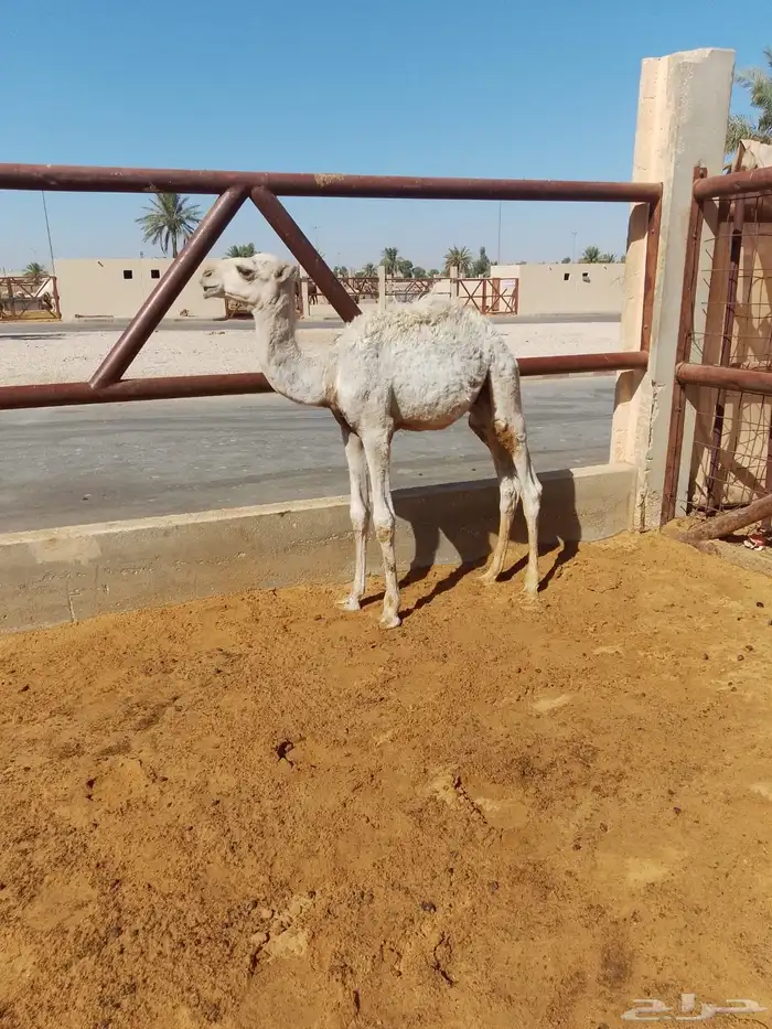 للبيع قعود تربيه نضيف من كل شي 0