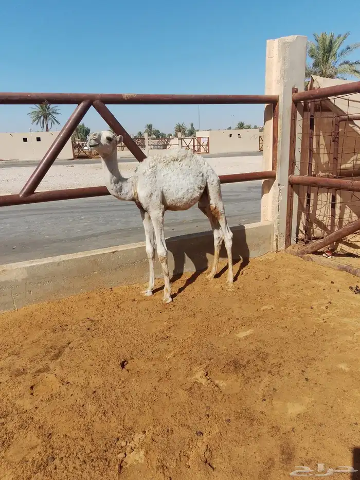 للبيع قعود تربيه نضيف من كل شي 1
