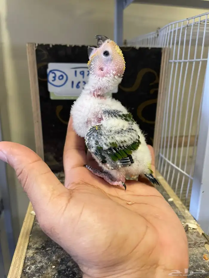 محمية الطيور المغرده فرخ صن كنيور 2