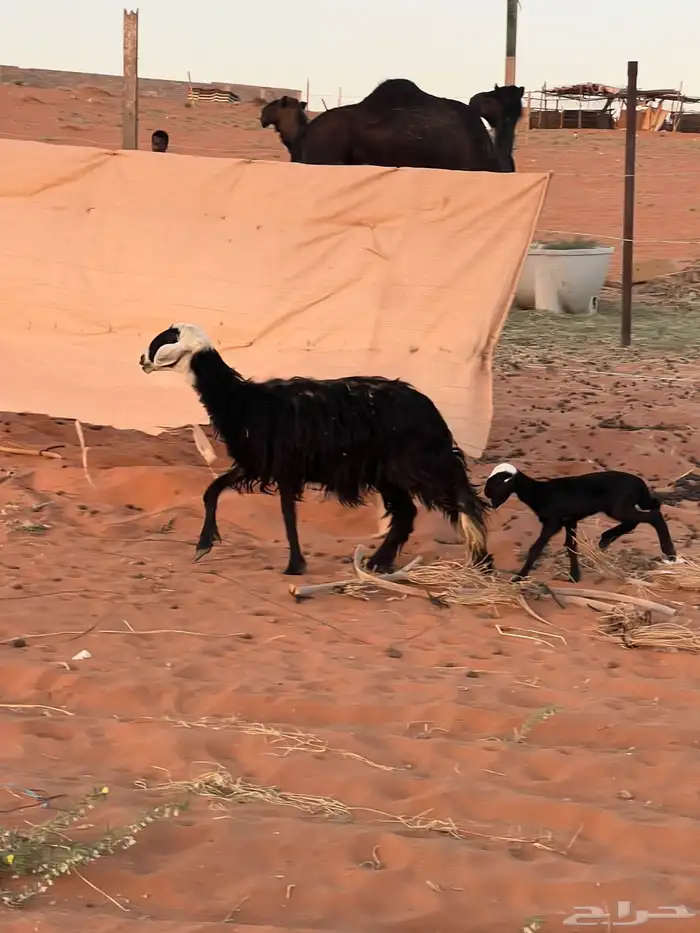 نجديه حدرها رخل 3
