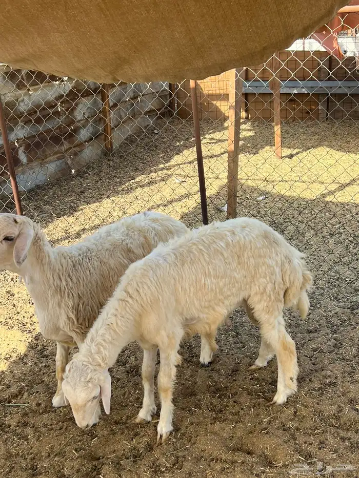 طليان (( تم البيع )) 1