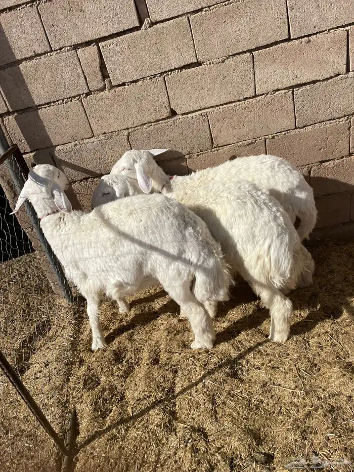 للبيع خرفان حري جبره 3