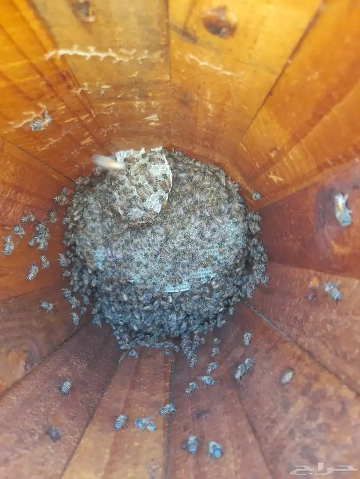 نحل بلدي للبيع للتواصل 1