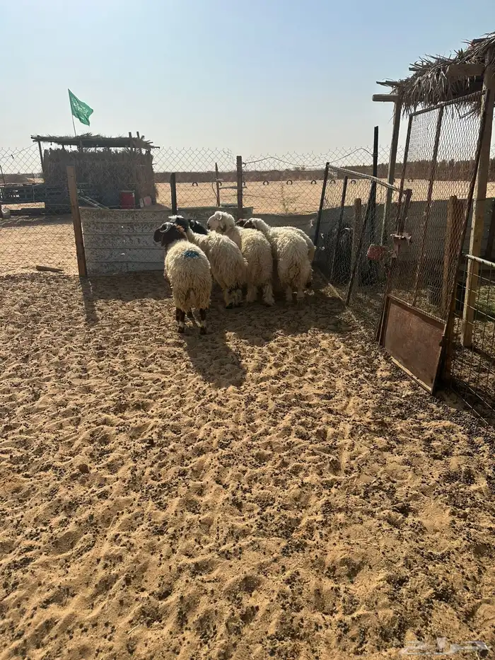 جذعان طيبه جدا 0