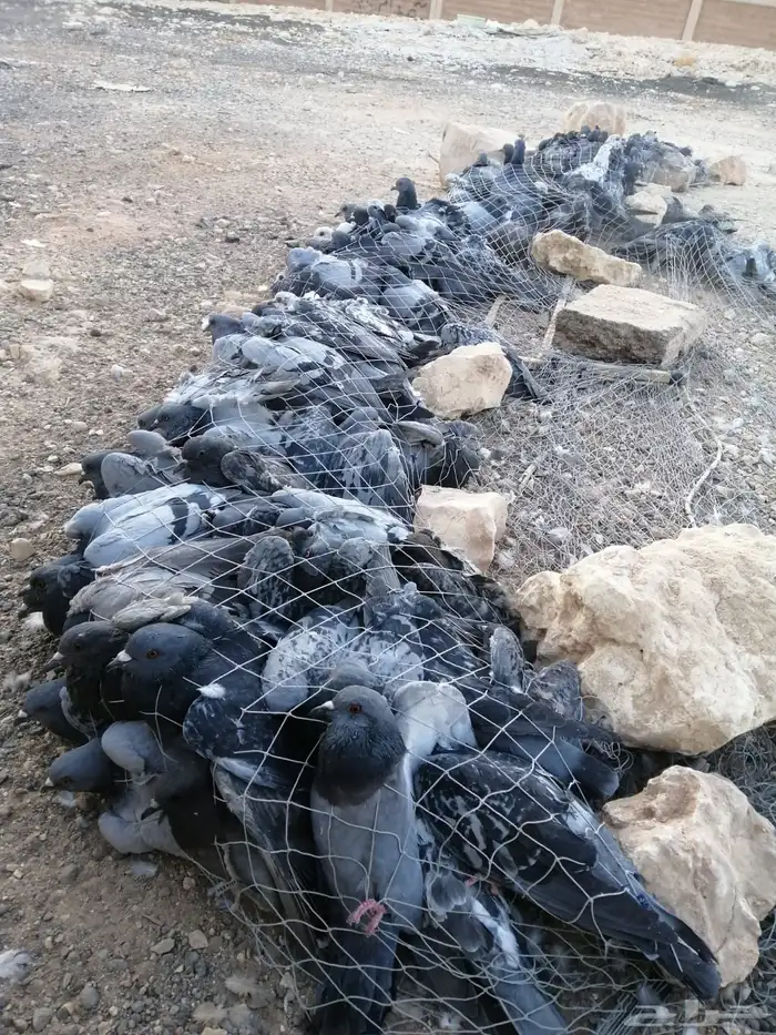 شبكة صيد حمام للبيع 0