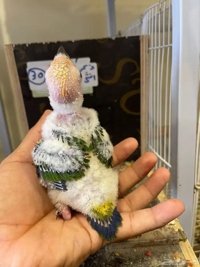 محمية الطيور المغرده فرخ صن كنيور 1