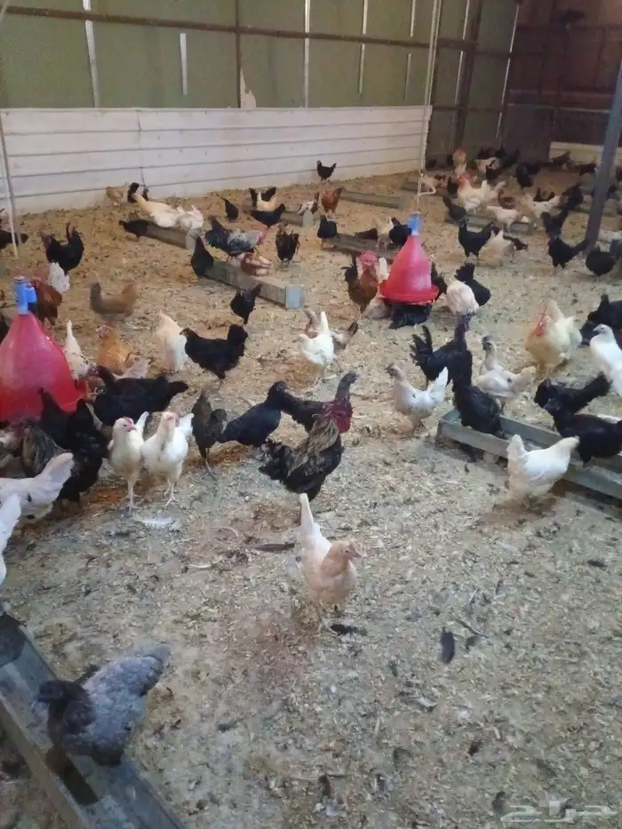 دجاج بلدي بياض 0