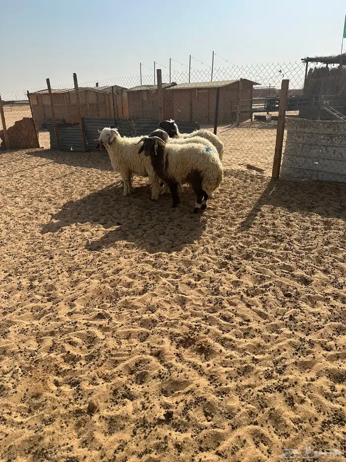 جذعان طيبه جدا 1