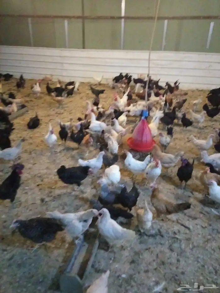 دجاج بلدي بياض 4