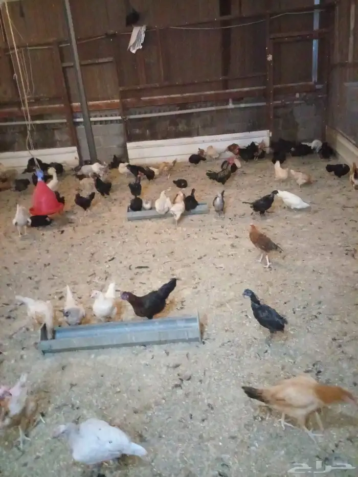 دجاج بلدي بياض 1