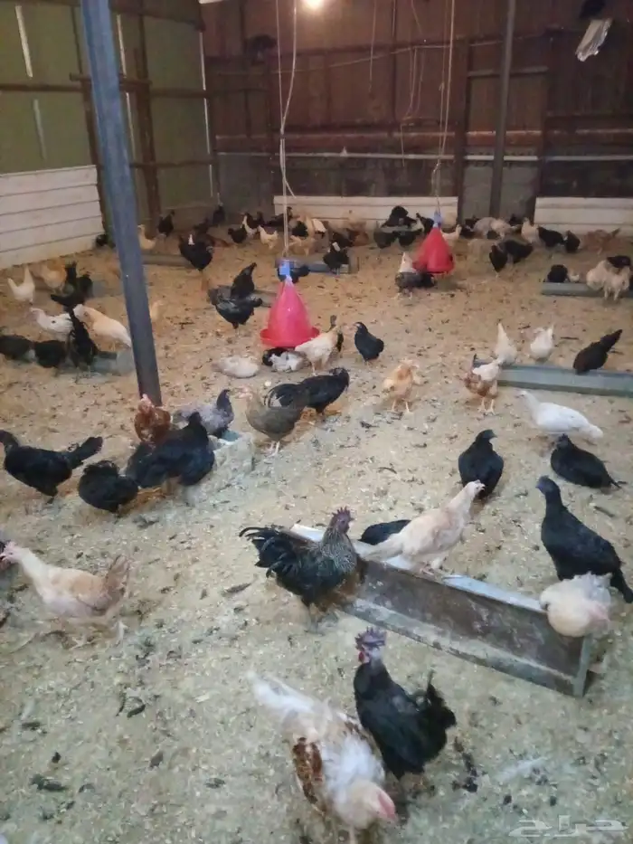 دجاج بلدي بياض 2