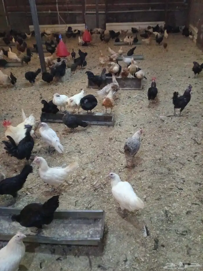 دجاج بلدي بياض 3