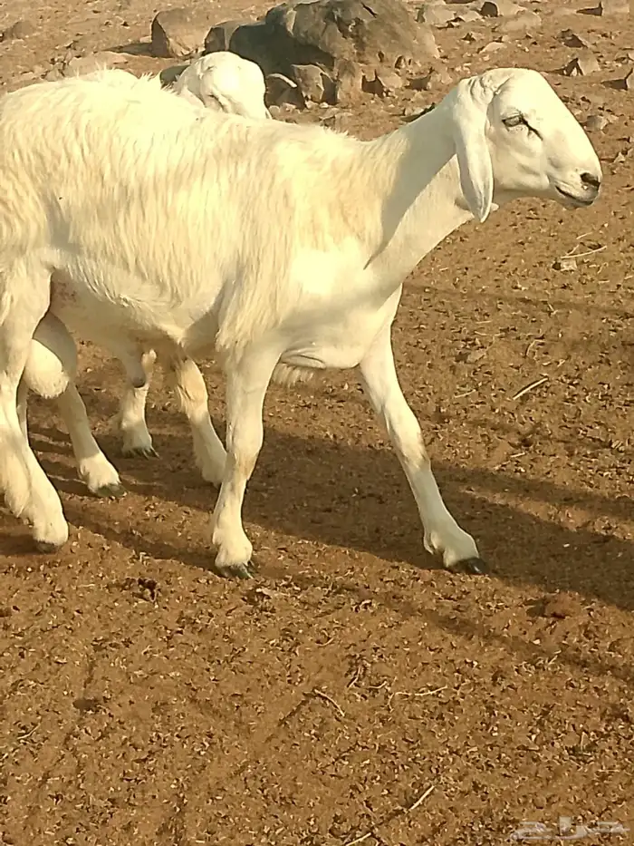 خرفان صنف 1