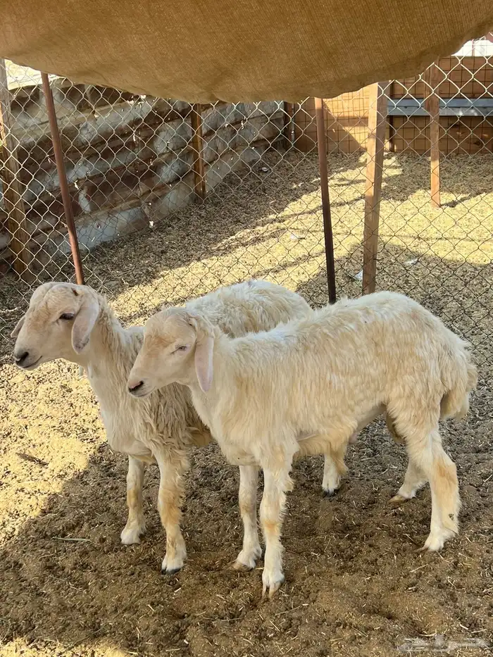 طليان (( تم البيع )) 0