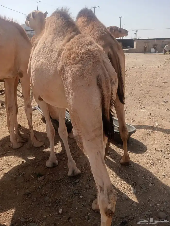 قعدان صومالي أوزان طيبه للزواجات والأعراس 0