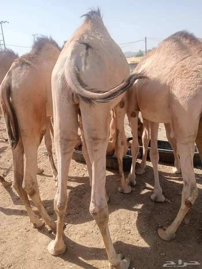 قعدان صومالي أوزان طيبه للزواجات والأعراس 4