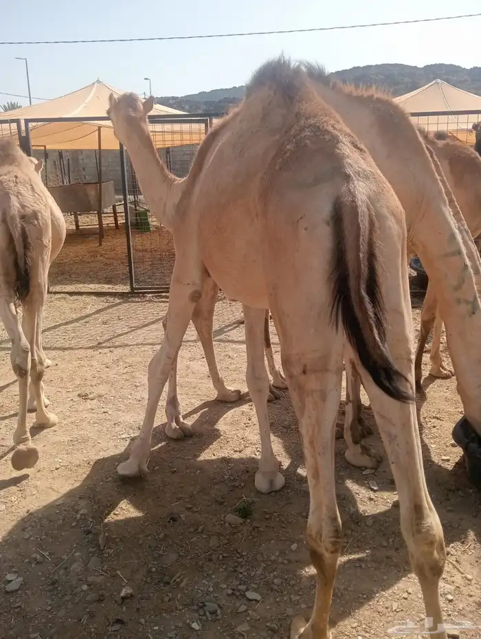 قعدان صومالي أوزان طيبه للزواجات والأعراس 3