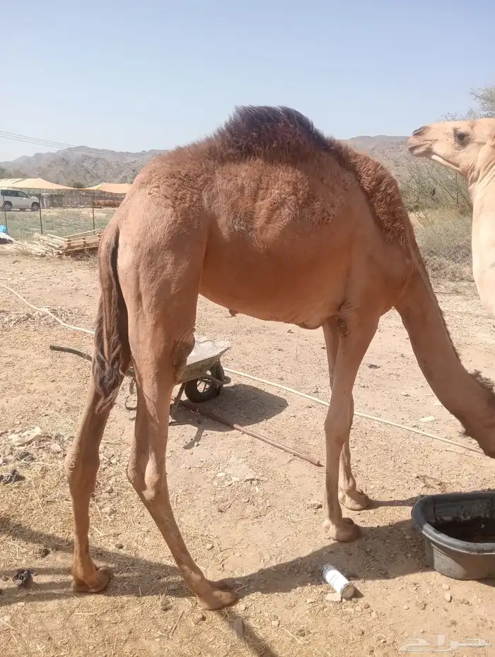قعدان صومالي أوزان طيبه للزواجات والأعراس 2