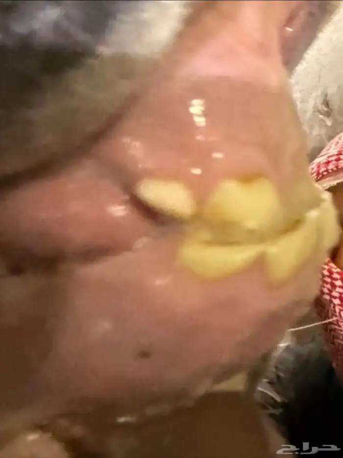 فرس شعبية 2