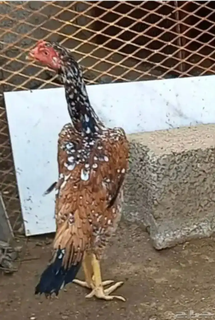 طقم دجاج باكستاني للبيع 1