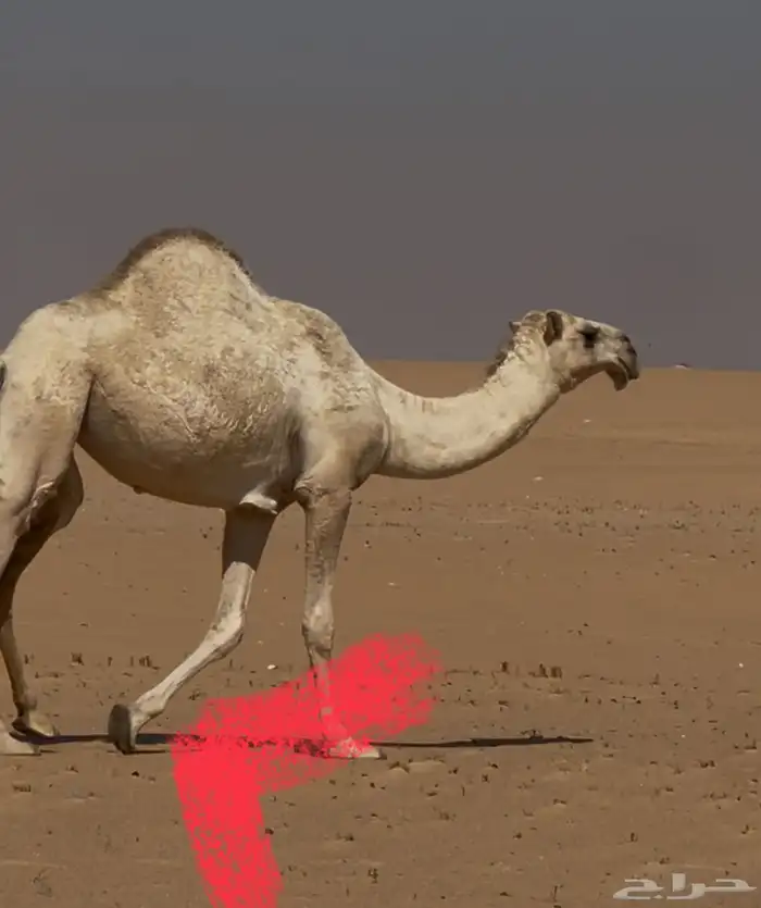 تلاث بكار جذعات 1