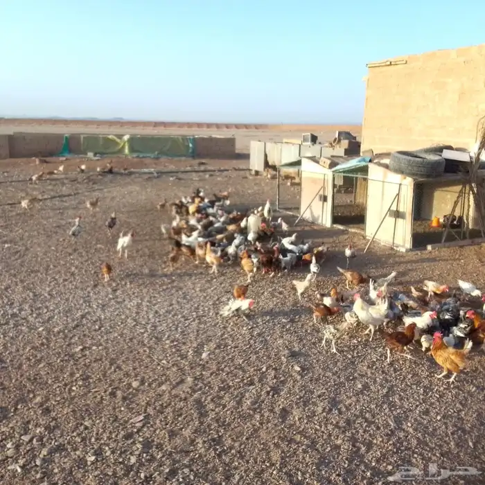دجاج بلدي وفيومي للبيع 2