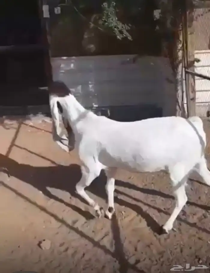 عنزهولنديه حليب 0