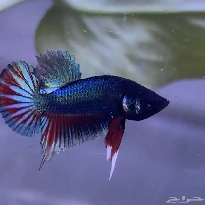 betta fish. دكور سمك بيتا (فايتر) 0
