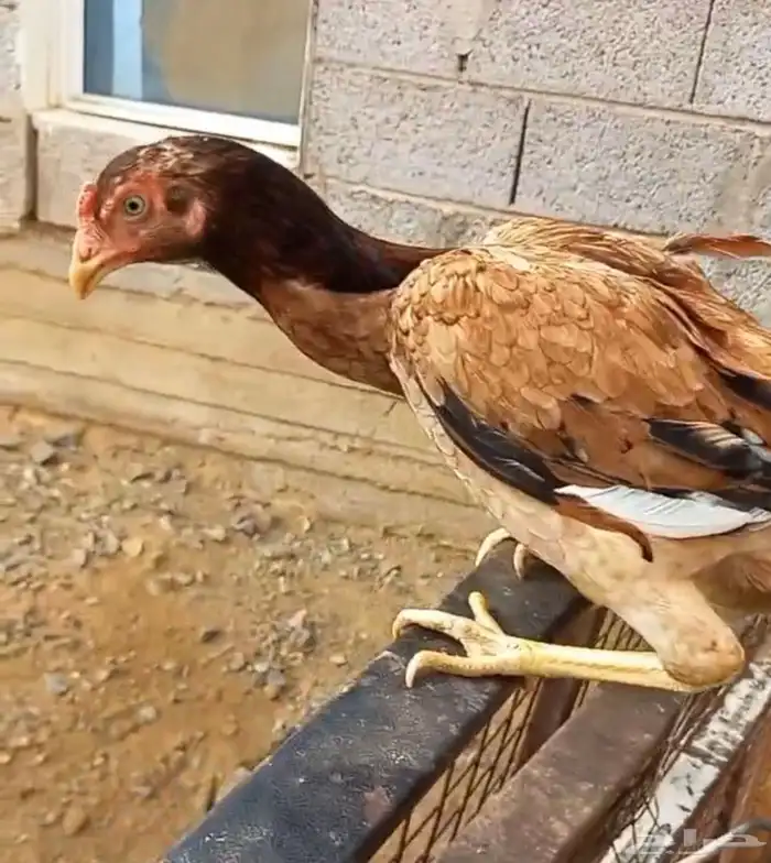 طقم دجاج باكستاني للبيع 2