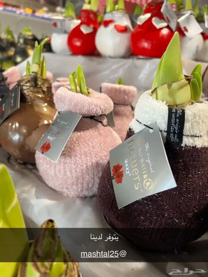 ورد داخل البيت نوعيه فاخره جدا مغلفه بالشمع وتعيش كثيرا 9