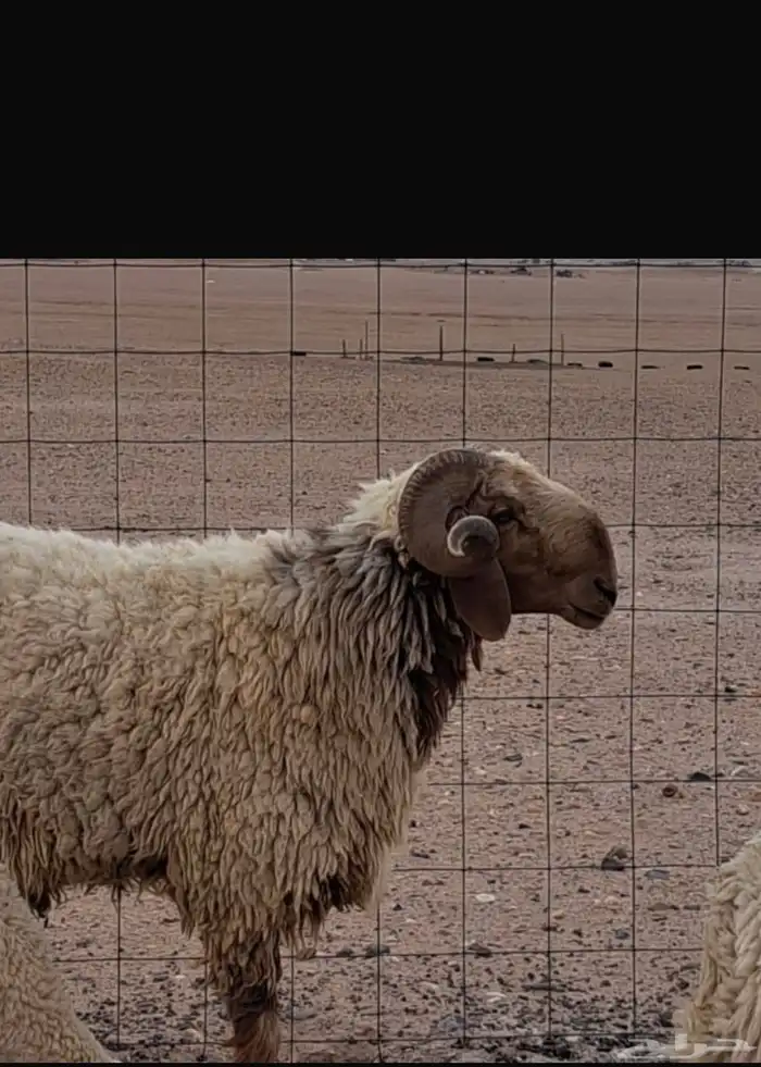 حروف نعيمي طيب صنف شرط الصحه والقريع 1