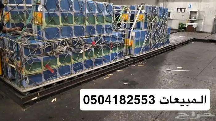نحل مصري للبيع 6