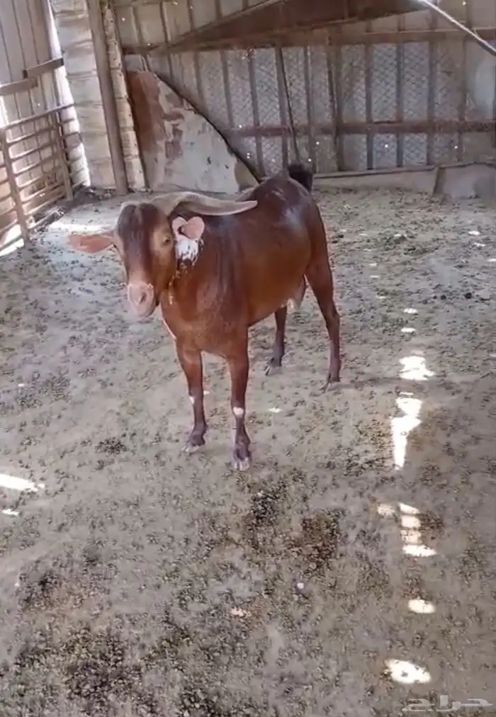 المجارده 2