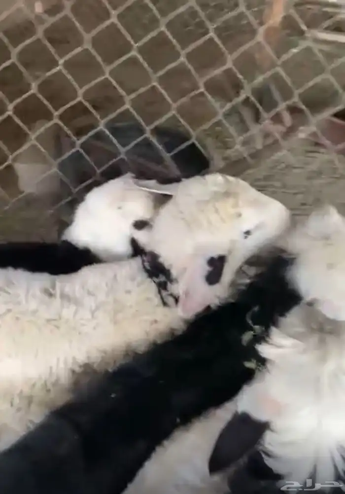 طليان نجد طيبه ظهورها فيها وحده رخل عددها 7 2