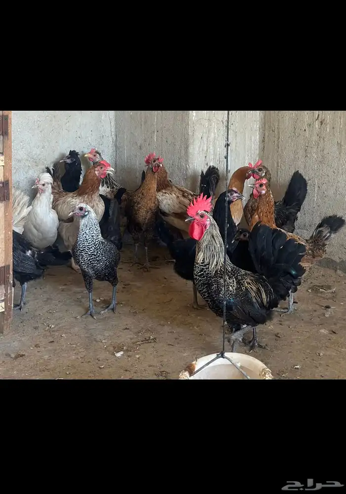 دجاج وديوك 0