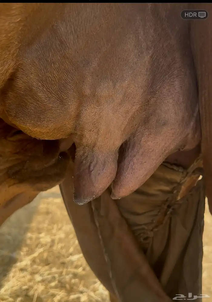 خلفه للبيع 3