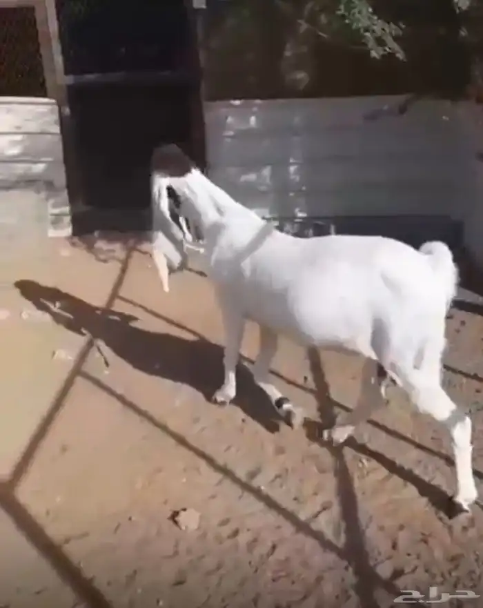 عنزهولنديه حليب 11
