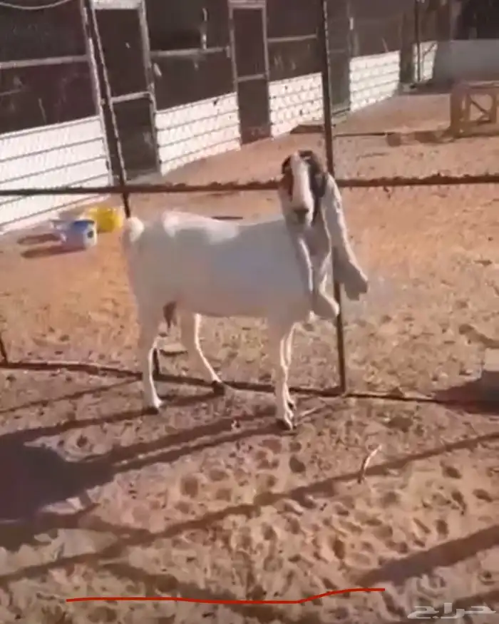 عنزهولنديه حليب 7