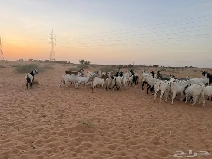 ماعز 3