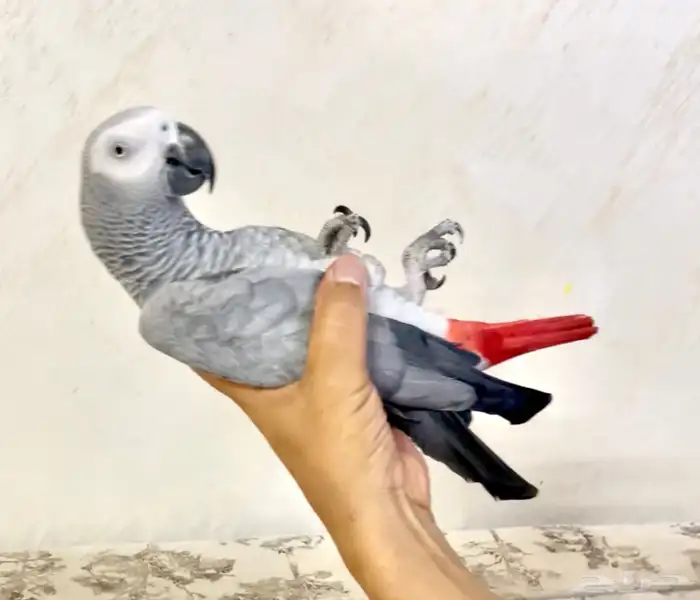 كاسكو اليف حمامه 0