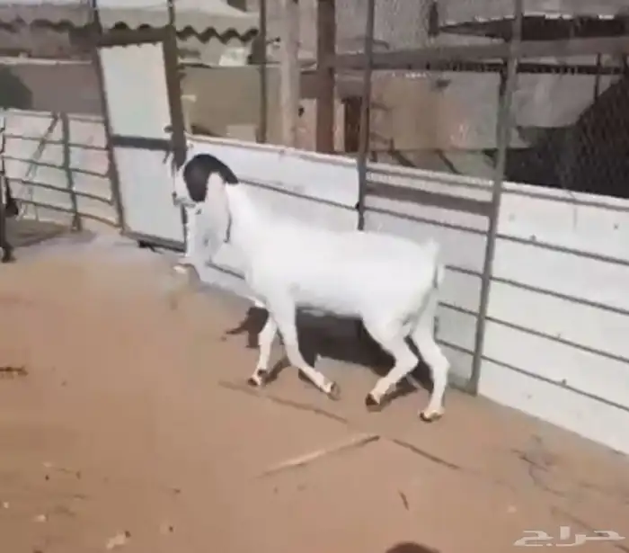 عنزهولنديه حليب 9