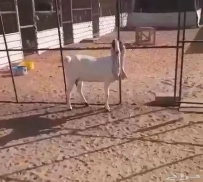 عنزهولنديه حليب 5