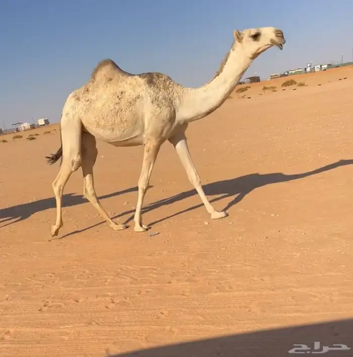 بكره شقحاء 1
