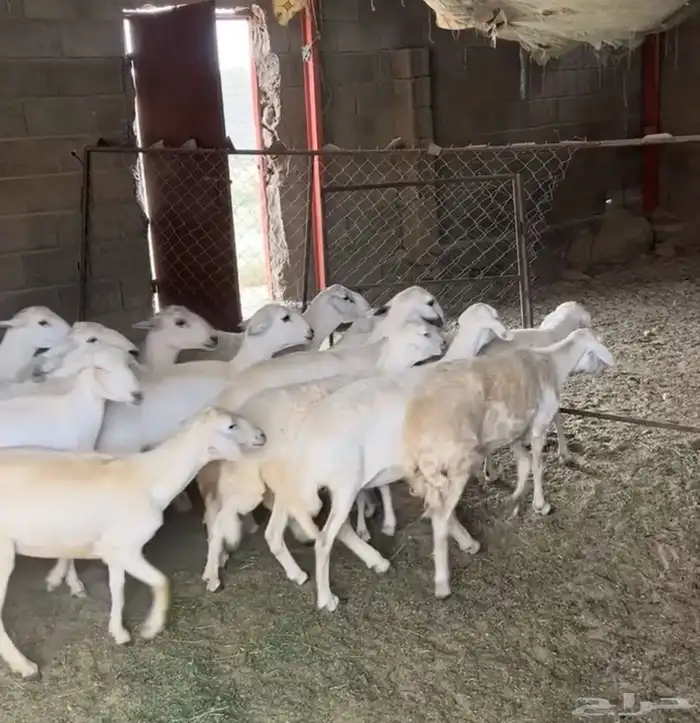 غنم حري 2